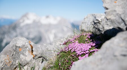 Tours around St. Gallen | © Nationalpark Gesäuse | Andreas Hollinger