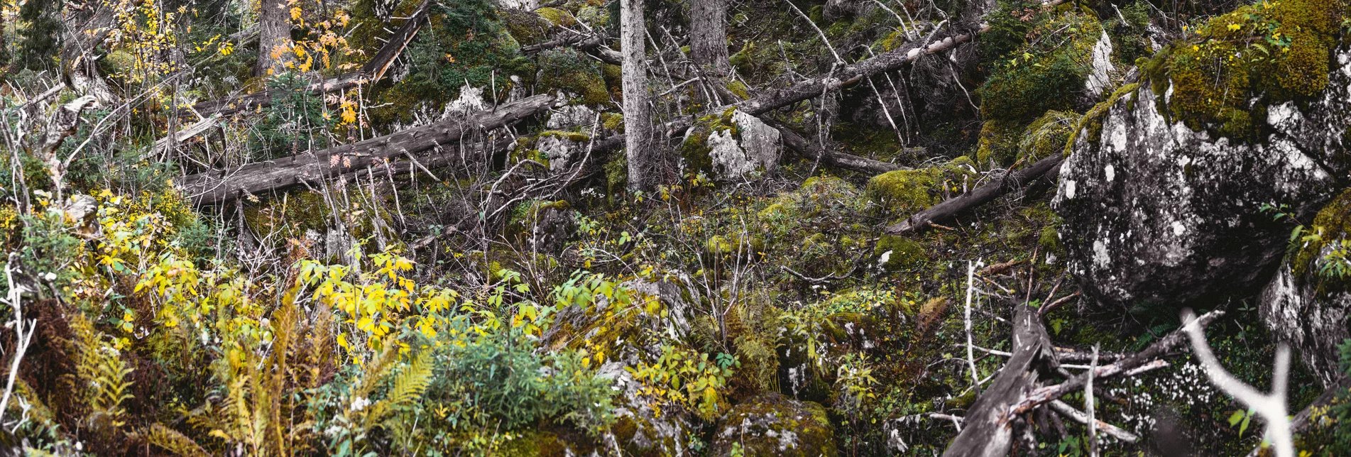 Nationalpark Gesäuse 2019_c-Stefan Leitner_Gesaeuse_56 | © stefanleitner.com | Stefan Leitner Nationalpark Gesäuse 2019_c-Stefan Leitner_Gesaeuse_56 | © stefanleitner.com | Stefan Leitner