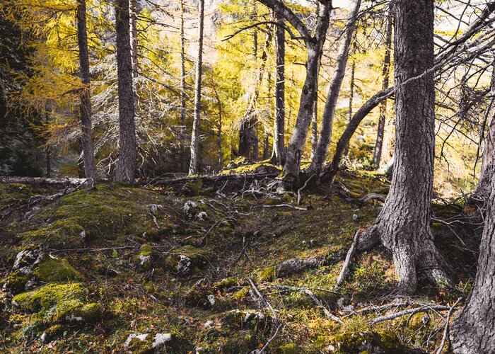 Nationalpark Gesäuse 2019_c-Stefan Leitner_Gesaeuse_124 | © stefanleitner.com | Stefan Leitner