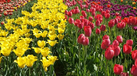 Tulips in Edelsbach bei Feldbach | © Thermen- & Vulkanland | © Gemeinde Edelsbach