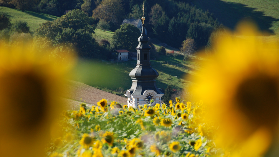 Kirchturm von Gnas hinter einem blühenden Sonnenblumenfeld in der Marktgemeinde Gnas im Thermen- & Vulkanland Steiermark. | © Marktgemeinde Gnas