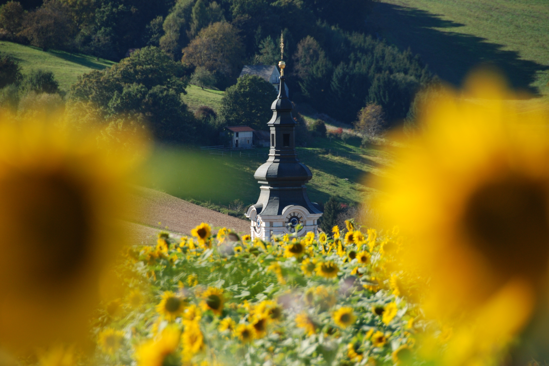 Kirchturm von Gnas hinter einem blühenden Sonnenblumenfeld in der Marktgemeinde Gnas im Thermen- & Vulkanland Steiermark. | © Marktgemeinde Gnas