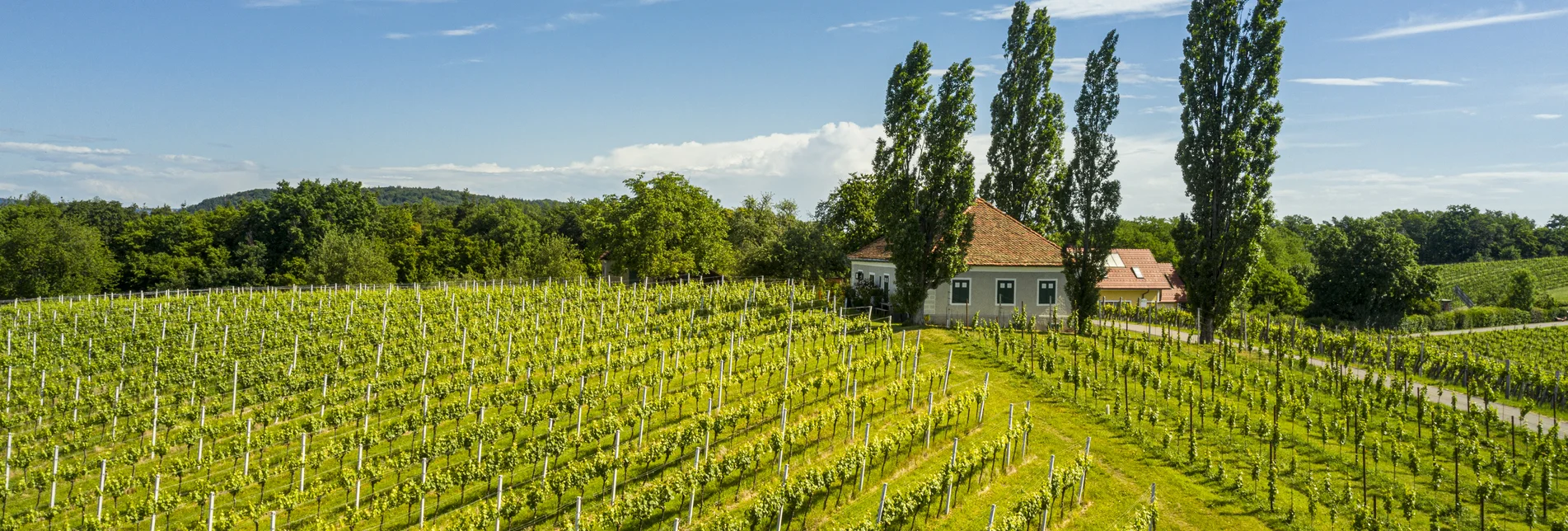 Weinwandern im Sommer | © Thermen- & Vulkanland | pixelmaker.at