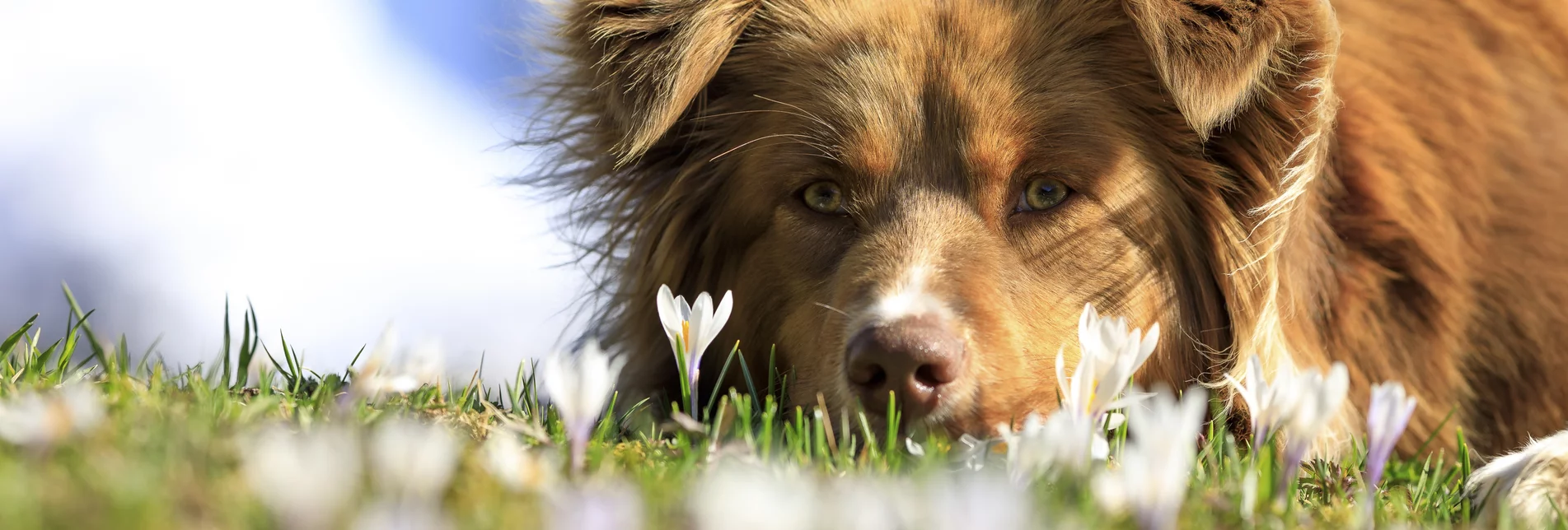 Bergfrühling: Hund auf Krokuswiese | © Steiermark Tourismus / photo-austria.at | Martin Huber