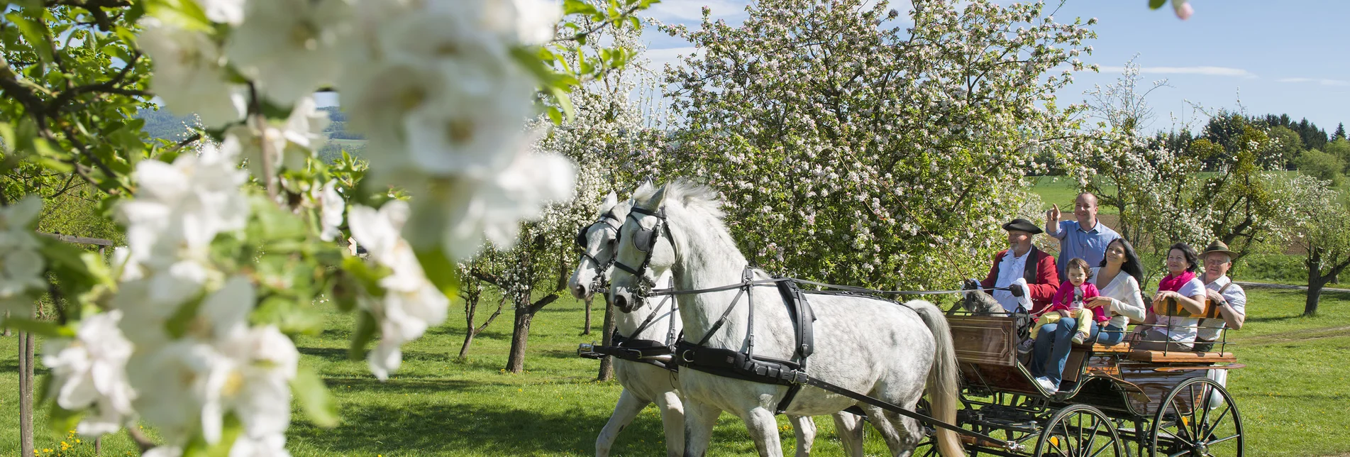 Kutschenfahrt im Apfelgarten | ©  Oststeiermark Tourismus | Bernhard Bergmann