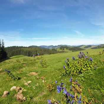 Hiking on the Sommeralm in Eastern Styria | © TV Oststeiermark | Christine Pollhammer