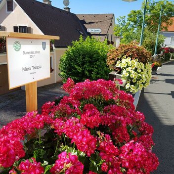 Straße der Blumen des Jahres in Pöllauberg | © TV Oststeiermark | Christine Schwetz