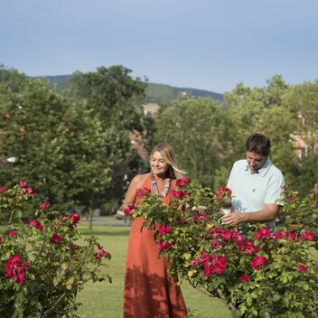 Blühende Rosen im Schlosspark Pöllau im Garten Österreichs | © TV Oststeiermark | Bernhard Bergmann