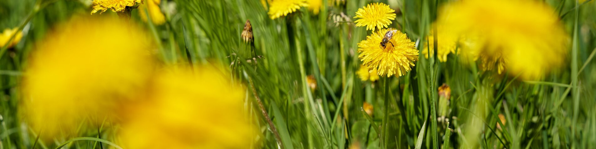 Löwenzahnblumen in Anger in der Oststeiermark