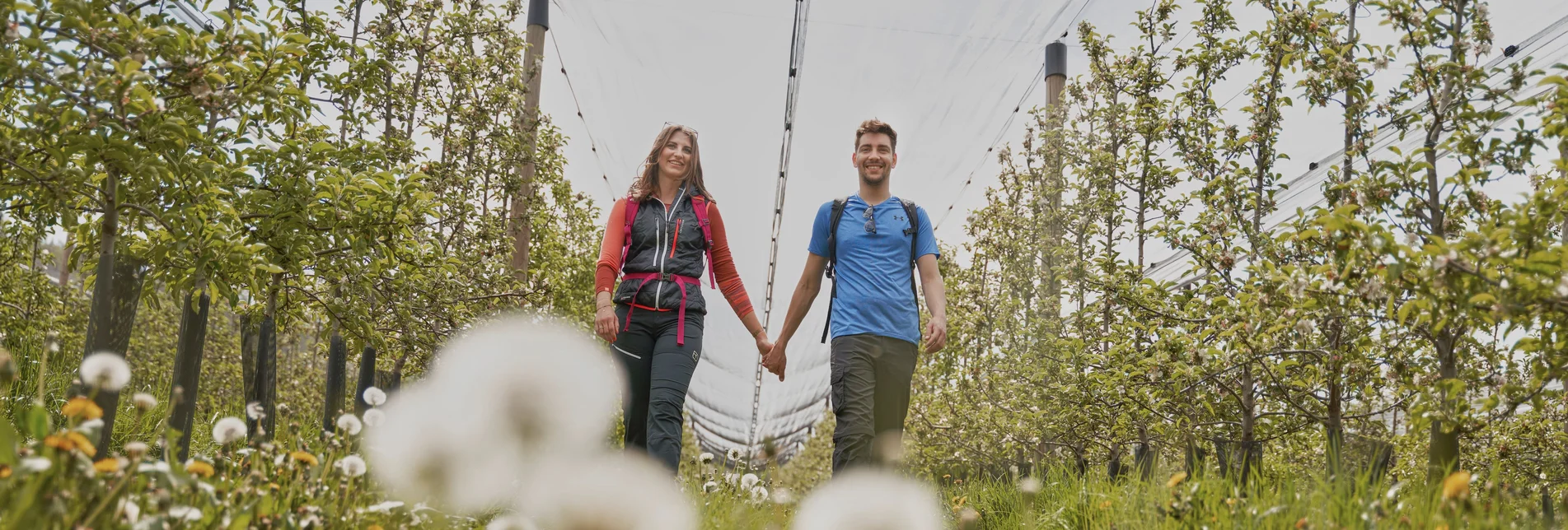 Hiking through the apple orchards in Puch near Weiz in Eastern Styria | ©  Oststeiermark Tourismus | Markus Lang-Bichl