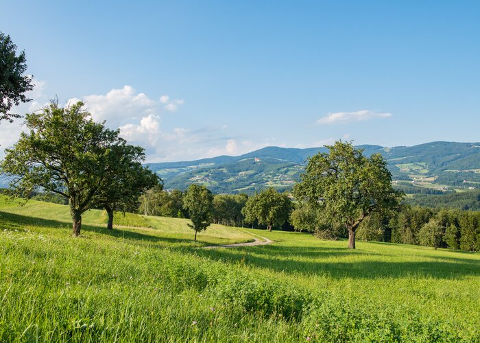 Naturpark Landschaft im Pöllauer Tal | © TV Oststeiermark | Helmut Schweighofer