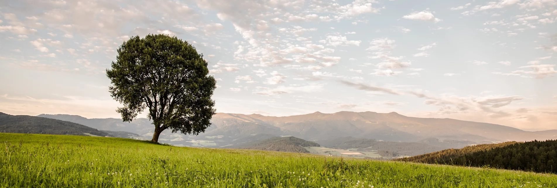 Baum Zeutschach Zirbitzkogel | © TV Murau | René Hochegger