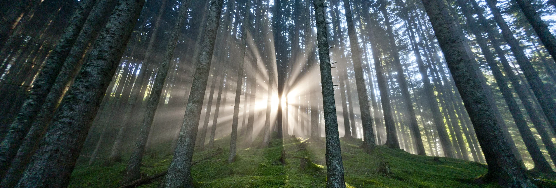 Sunny mood in the most densely wooded state in Austria | © Steiermark Tourismus | ikarus.cc