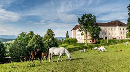 Lipizzanergestüt Piber | © Region Graz | Die Abbilderei