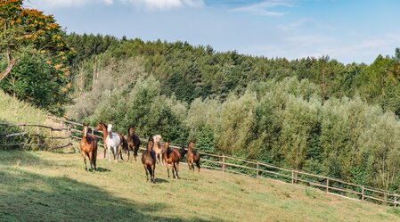 Horses | © TV Region Graz | Mias Photoart