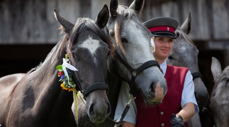 Lipizzaneralmabtrieb | © SHS Lipizzanergestüt Piber GöR | Sabrina Mallick | © SRS-Sabrina Mallick