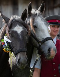 Almabtrieb Lipizzanergestüt Piber | © SRS-Sabrina Mallick