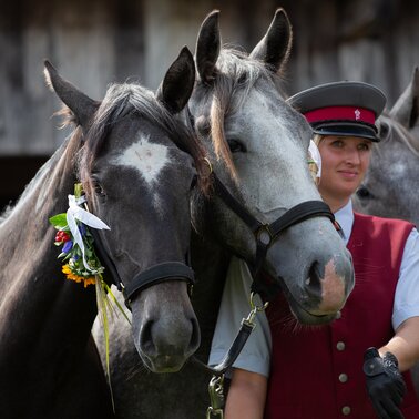 Almabtrieb Lipizzanergestüt Piber | © SRS-Sabrina Mallick