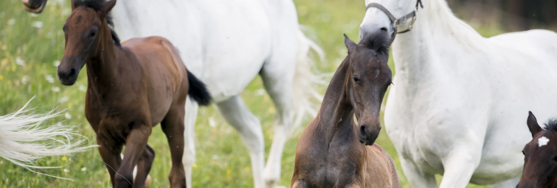 Lipizzanergestüt Piber | © SHS-LipizzanergestütPiberGöR - Renè van Bakel | R. van Bakel