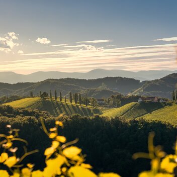 Sommerstimmung in den Weingärten im Naturpark Südsteiermark | © Südsteiermark | Wolfgang Jauk
