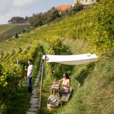 Picknick im Weingarten
