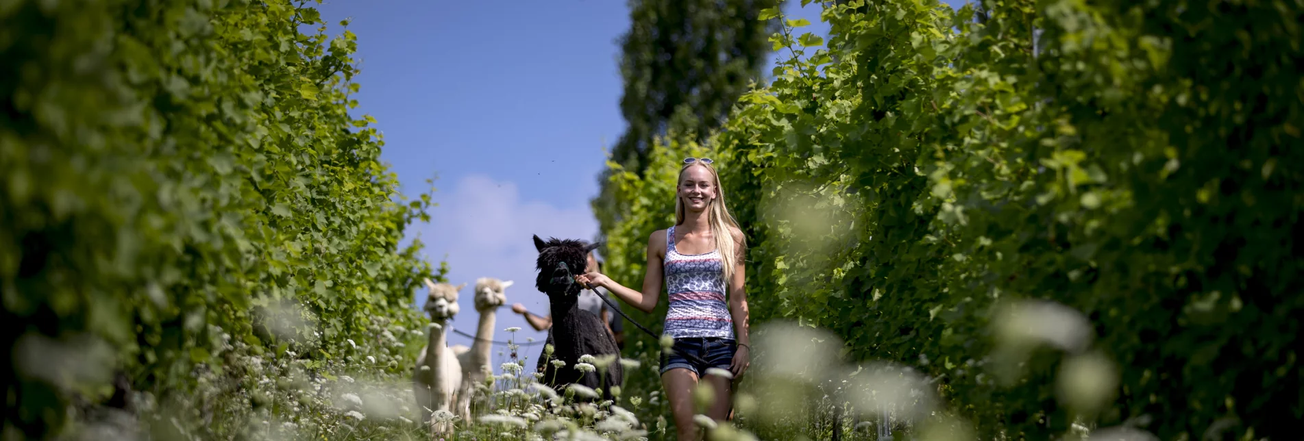 Alpakawanderung im Weingarten | © TV Südsteiermark |  Tom Lamm