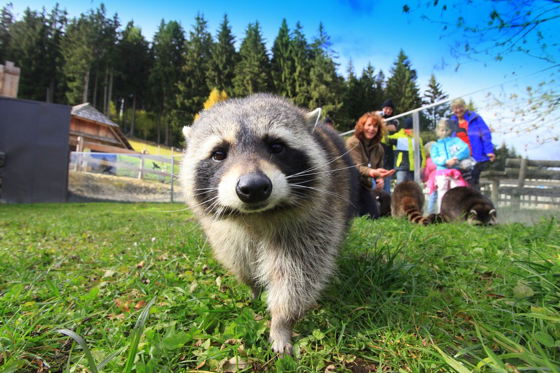 Ein Waschbär steht nah an der Kamera und schaut hinein