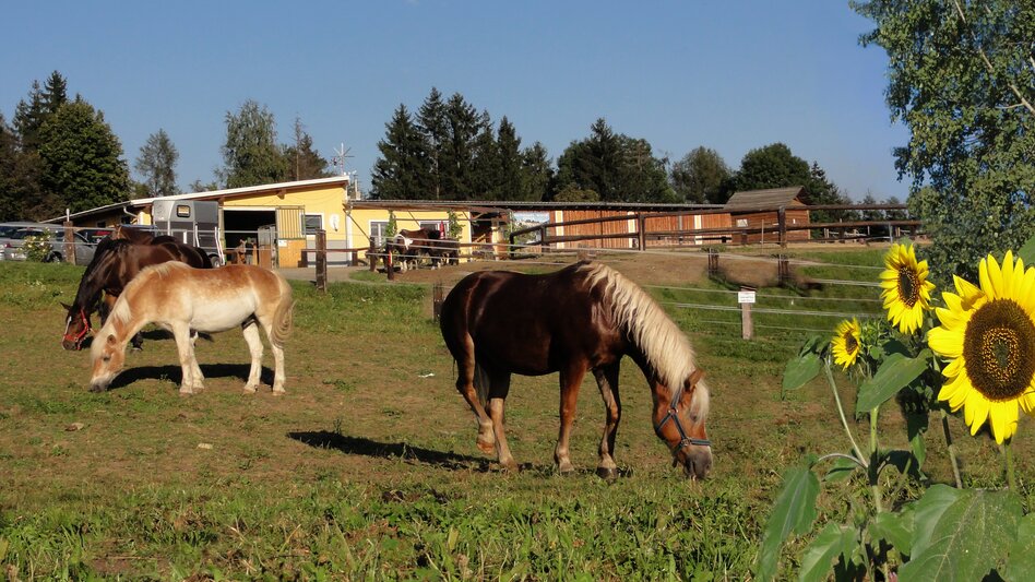 Eine Pferdeweide mit Pferden und dahinter der Pferdehof Scheer