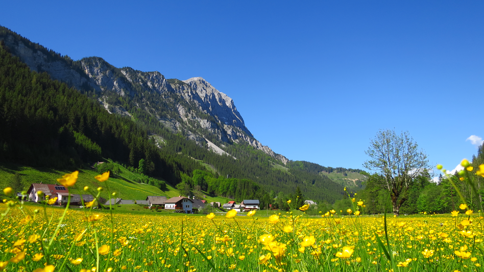 Ein Blumenmeer vor einem schönen Panorama eines hohen Berges und schönem Wetter