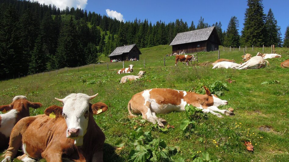 Auf der Neuburgalm sitzen Kühe in der Wiese