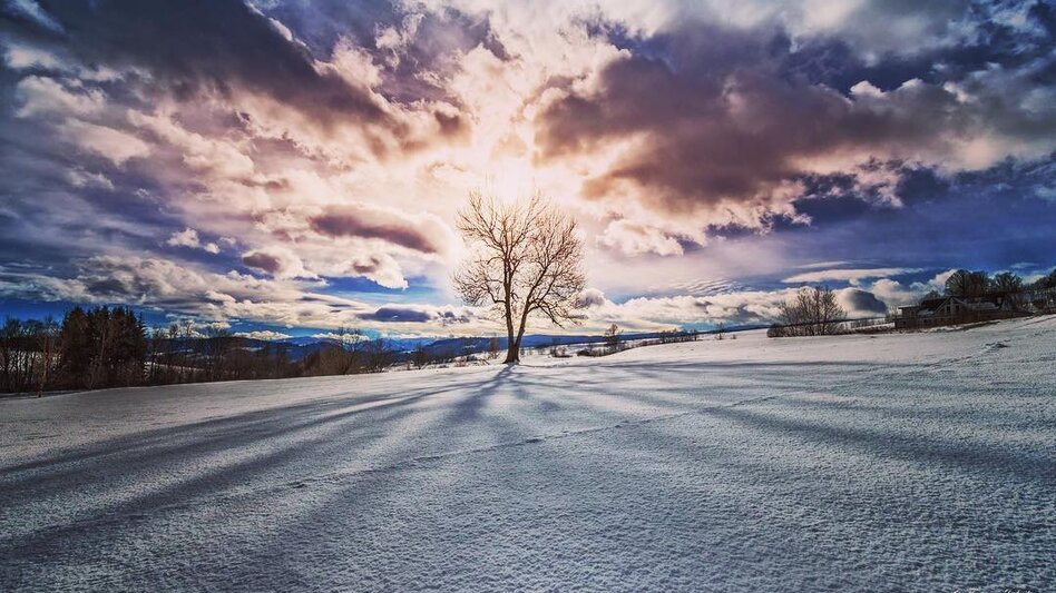 Schneelandschaft im Winter von einem Baum wo hindurch die Sonne scheint