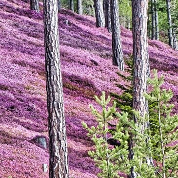 Erikablüte-Murtal-Steiermark