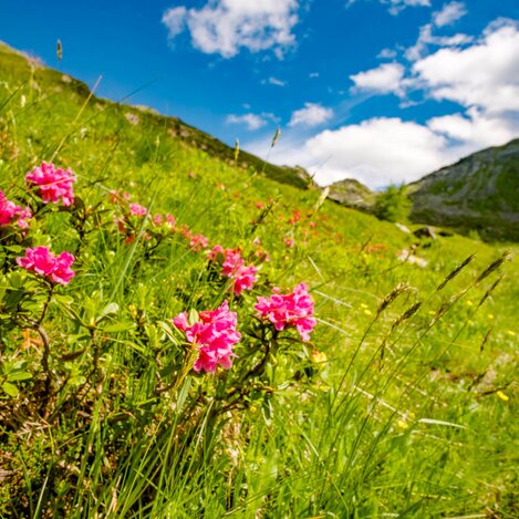 Alps flowers - Zirbitz | © Erlebnisregion Murtal | Wolfgang Speckner