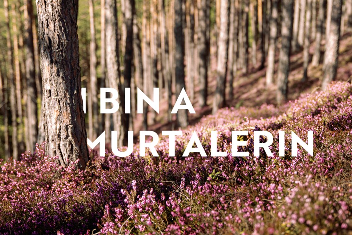 Erika blossom | © Erlebnisregion Murtal |  Karl Steinegger