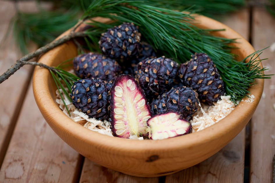 stone pine scent | © Tom Lamm | TV Murtal