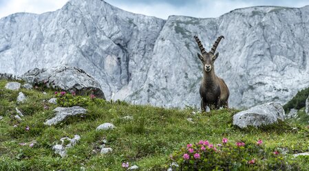 Bock schauen | © TV Hochsteiermark | Pixelmaker