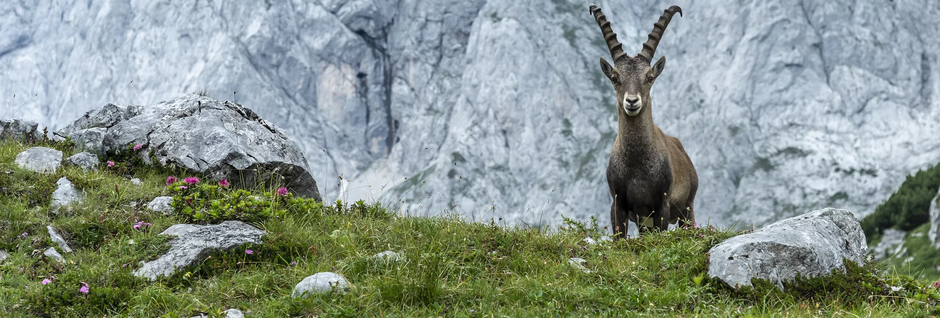 majestätisch: König Steinbock thront vor dem Hochschwab-Massiv | © TV Hochsteiermark | Pixelmaker