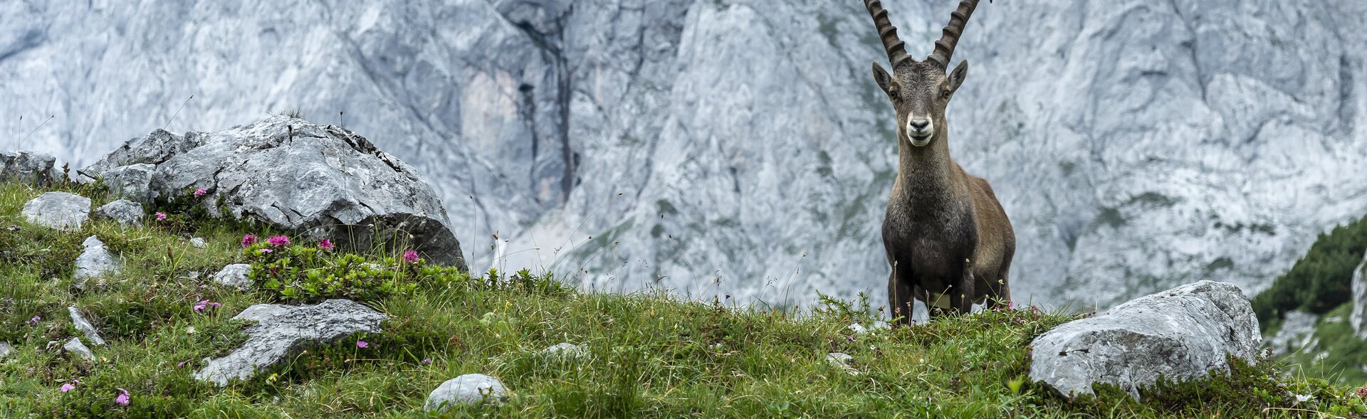 Ein Steinbock steht auf einer Almwiese, im Hintergrund ein Bergmassiv