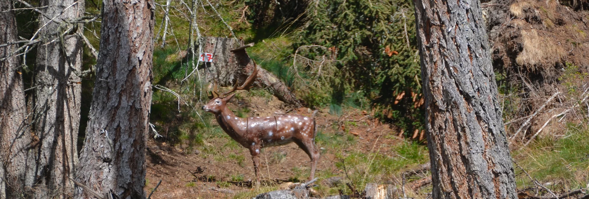 PackageRobin Hood - Mit Pfeil und Bogen - Naturpark Zirbitzkogel-Grebenzen | © Gottfried Eichhöbl