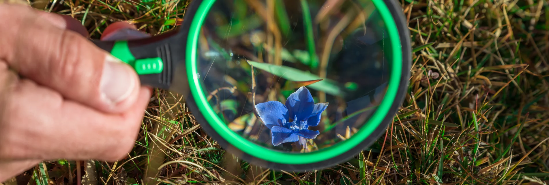 Naturpark-Forscher - Blume durch Lupe | © TVB Naturpark Zirbitzkogel-Grebenzen