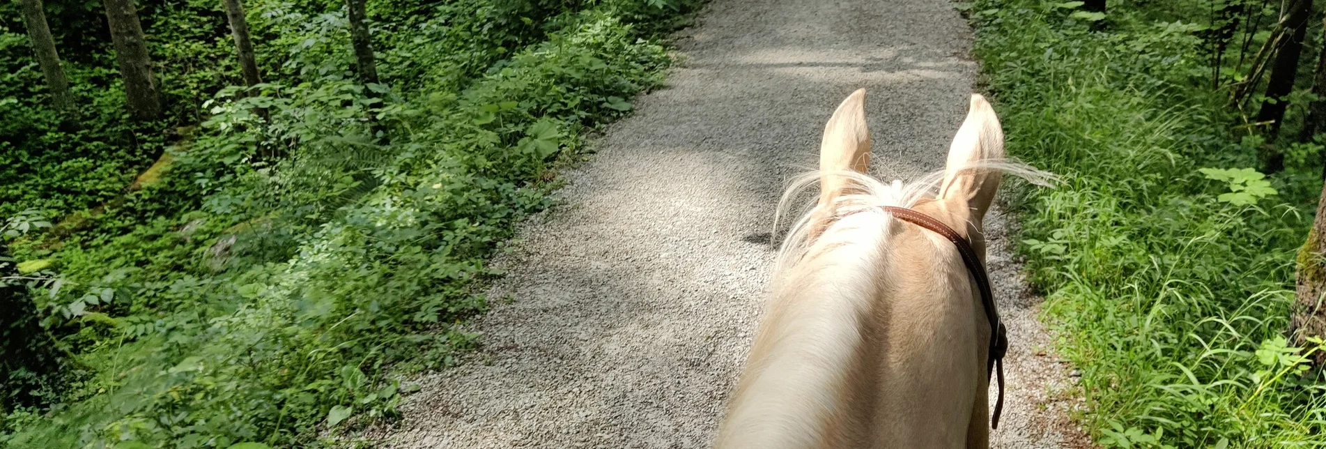 Horse Riding Riding trail from St. Agatha to Altaussee - Touren-Impression #1 | © Tourismusverband Ausseerland Salzkammergut