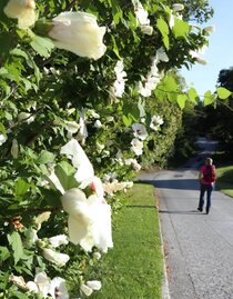 Blumen begleiten uns am Weg | © Oststeiermark Tourismus |  (c) WEGES | © Oststeiermark Tourismus