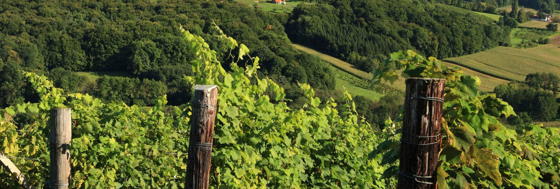 Wanderung Etappe 35 Vom Gletscher zum Wein Nordroute Klöch - Bad Radkersburg - Touren-Impression #1 | © Vino Cool/Harry Schiffer