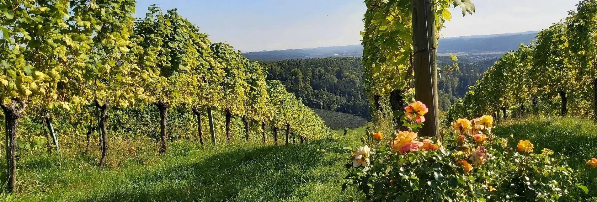 Wanderung Buschenschankwandern, Gleisdorf - Touren-Impression #1 | © Oststeiermark Tourismus