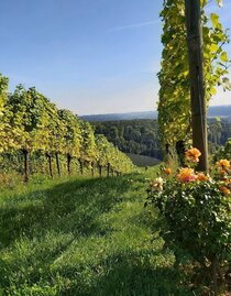View to the wineyards, Gleisdorf in Eastern Styria | © Oststeiermark Tourismus | Christine Pollhammer | © Oststeiermark Tourismus