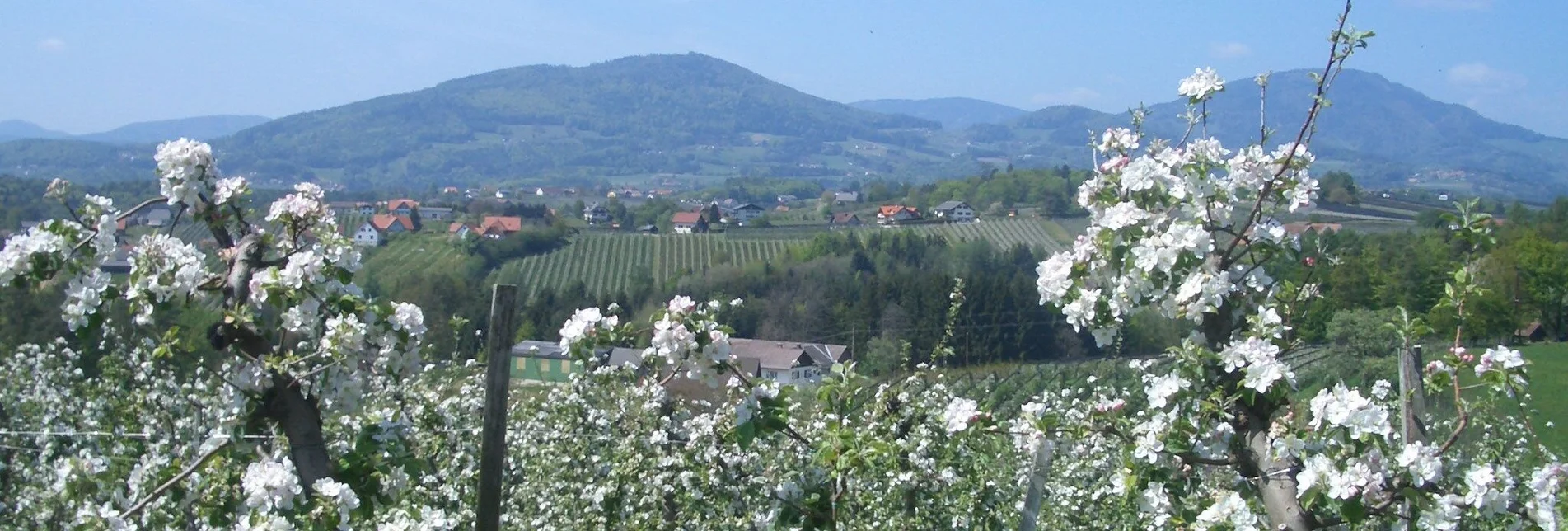 Bike Riding Tour through apple country - Touren-Impression #1 | © Oststeiermark Tourismus