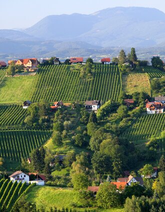 Blick auf die Weinberge des Schilcherlandes | Harry Schiffer | © Steiermark Tourismus/Harry Schiffer