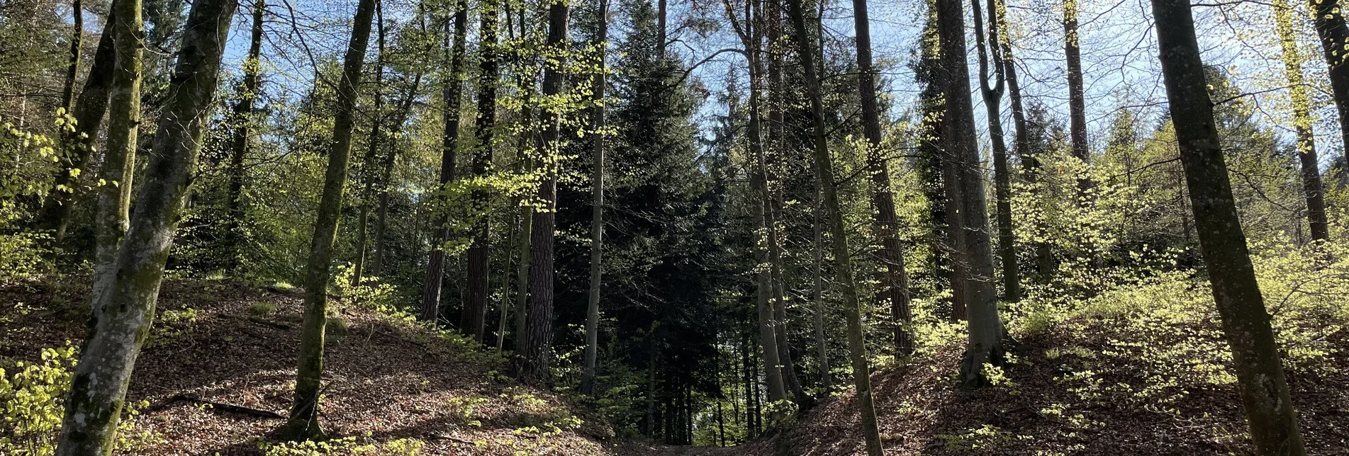 Wanderung Fürstengräberweg Nr. 13 – Tour 24 lt. WK „Von der Alm zum Wein“ - Touren-Impression #1 | © Elisabeth Temmel