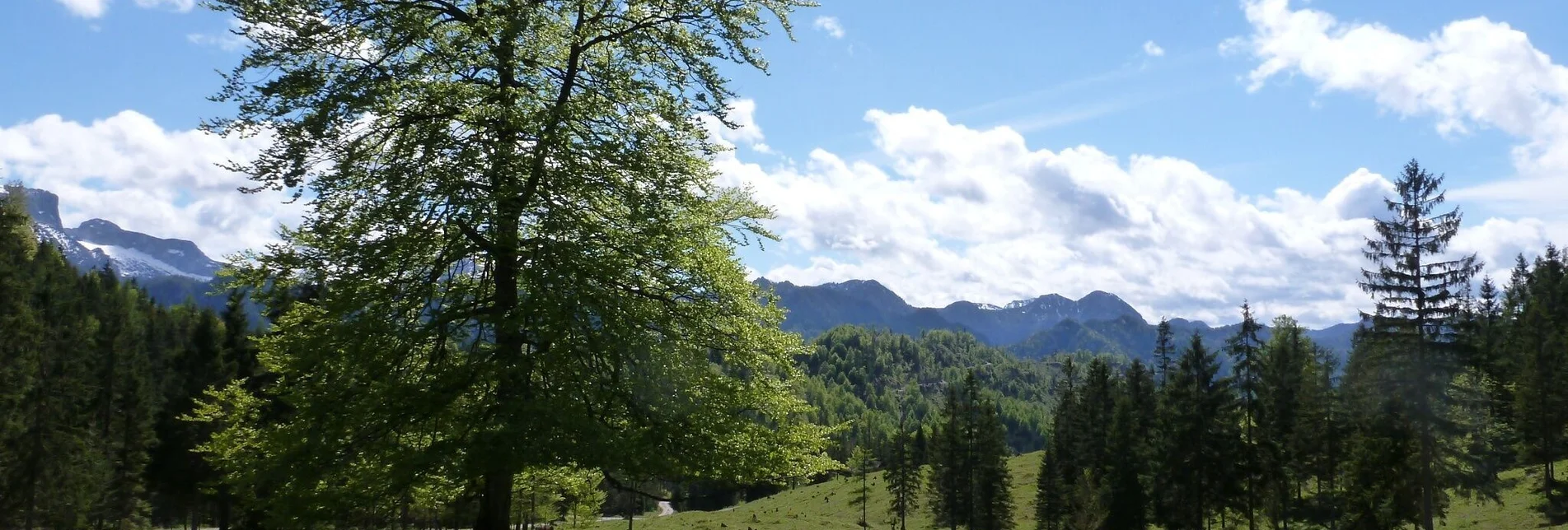 Hiking route Krumpenrunde Wildalpen - Touren-Impression #1 | © TV Gesäuse