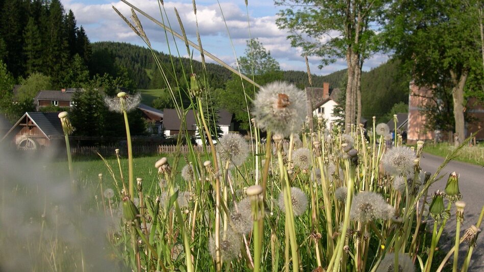 Hiking Route From Fischbach to St. Kathrein am Hauenstein, Fischbach - Touren-Impression #2.4 | © Tourismus Fischbach